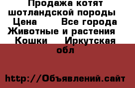 Продажа котят шотландской породы › Цена ­ - - Все города Животные и растения » Кошки   . Иркутская обл.